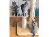 PoulaTo: amazingly raised kittens available